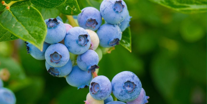 Blauwe bes