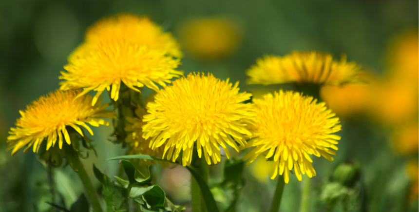 paardenbloem