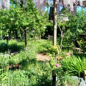 Carla's eetbare achtertuin