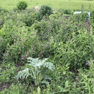 Permacultuur en voedselbos in Baasrode