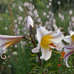 almere Ecotuin Madelon en Robert 1