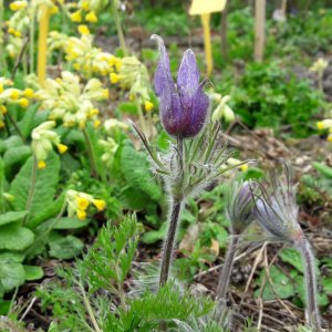 ATV Zonnegaarde Natuurlijk Tuinieren