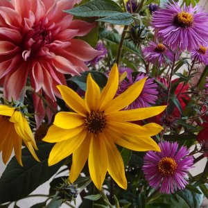 Grubbenvorst Kwekerij Lovendaal1