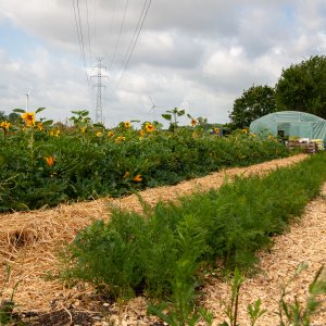 Hamme De Tuin van Ketels 2