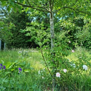 Mol Ecotuin van Joyce en Gerrit 2