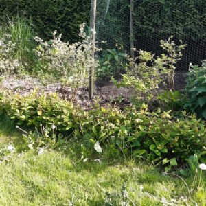 Natuurlijk moestuin familie Wilbrink 1