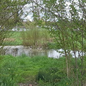 Tongeren Tuin van Camiel en Lucienne 3