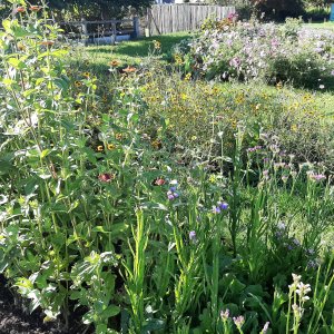 Winksele Bloemenpluktuin Plukdrome Herent 1