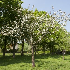 Bloesems aan de fruitboom