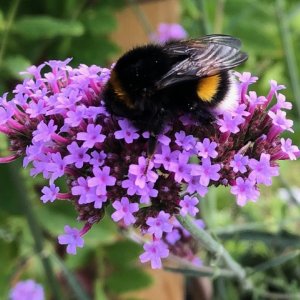 Volkstuinvereniging Florence Nightingale