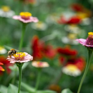 Fleur locale bloemenpluktuin