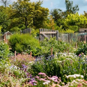 Bloemen-lo, de schoonste bloemenpluktuin van Kessel-Lo