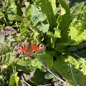 Biodiversiteitstuin Vrij groen