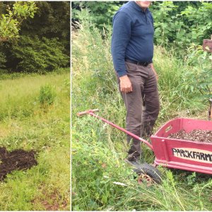 Mulch onder fruitboom