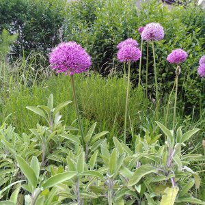 sierlook purple sensation