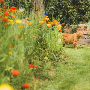 Natuurrijke tuin Martens