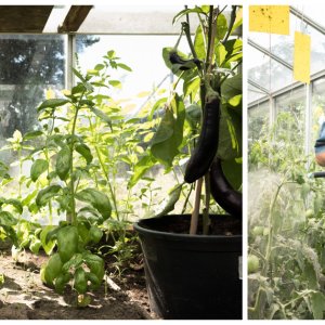 Tuinieren in serre of kas