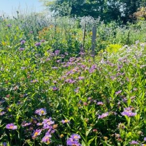 Bloemenpluktuin WeideWeelde