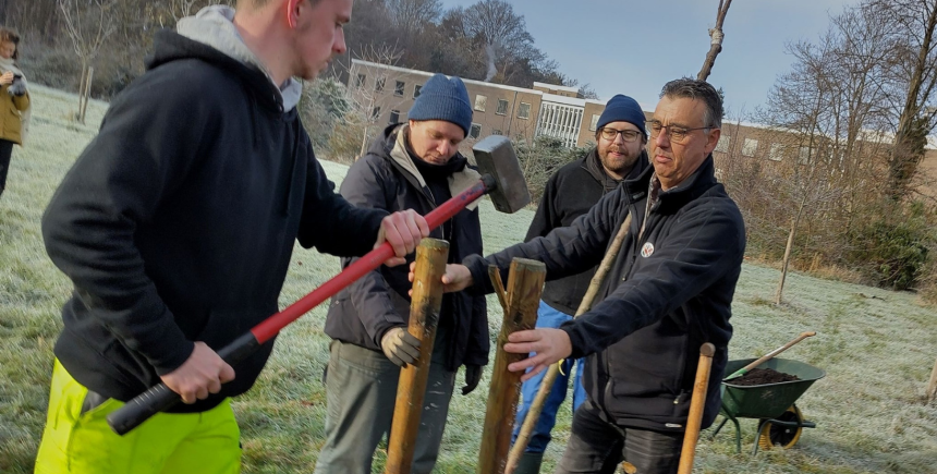bomen aanplanten leuven