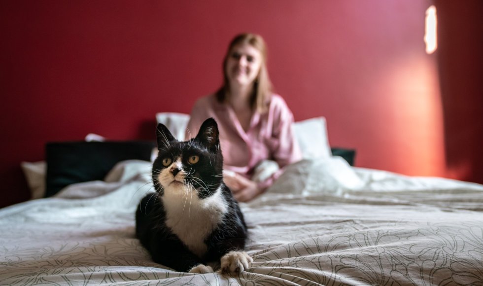 Kat op bed