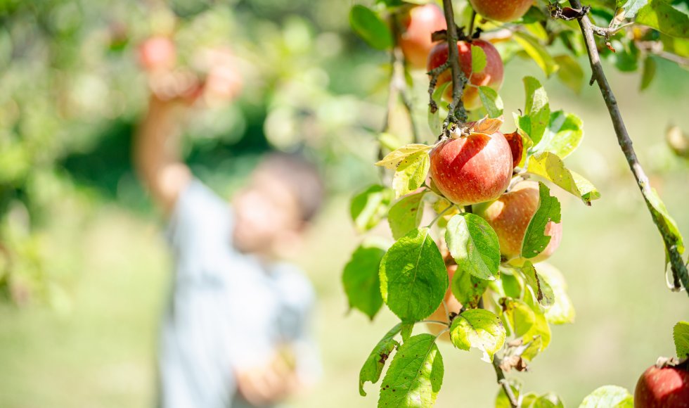 appels plukken