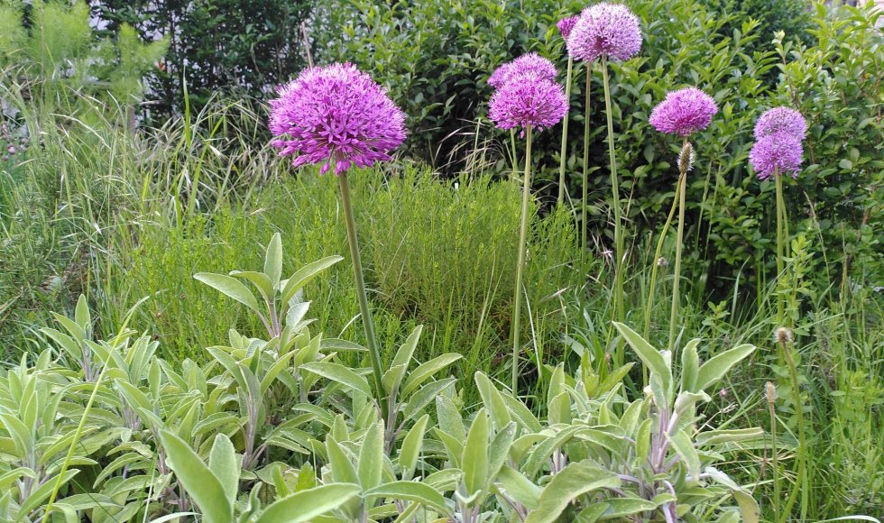 sierlook purple sensation