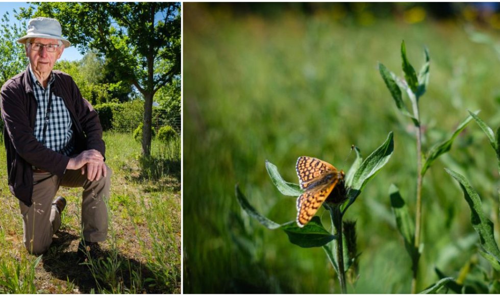 Theo redt de veldparelmoervlinder