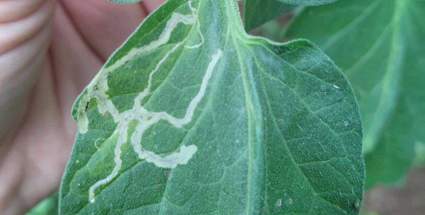 Tomatenmineervlieg op tomatenblad