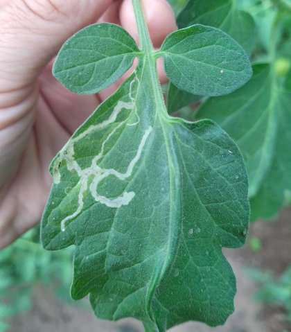 Tomatenmineervlieg op tomatenblad