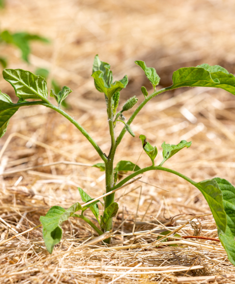 Mulch