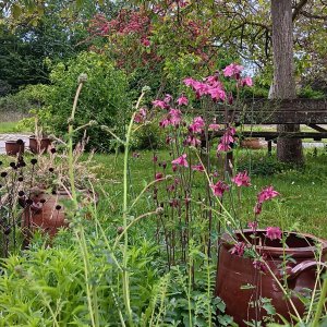 De plantenkok Lieve