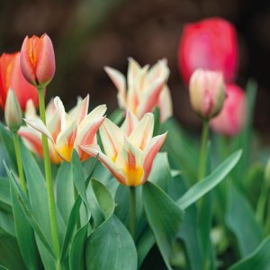 tulpen