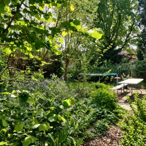 Stadstuin/voedselbos in Sint-Niklaas 2