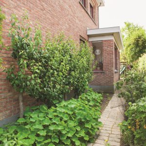 Oost-Indische kers onder fruitboom