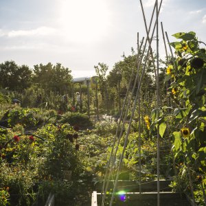 Zonnebloemen in moestuin