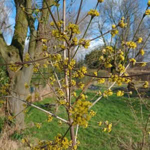 Zwijndrecht snoeptuin van de familie Broeckx-Heyrman 1