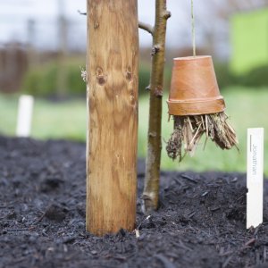 Mulchlaag fruitboom