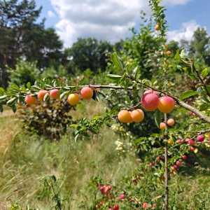 Voedselbos D'n Bergh Budel