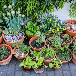 Ecologisch tuinieren in potten en bakken