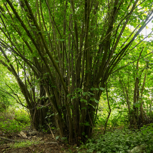 Hazelaar_door Tom Cornille