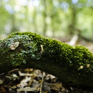 Dood hout in de tuin