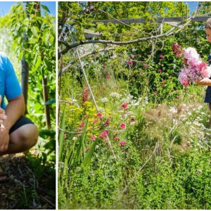Japanse duizendknoop: Alexander en Elena