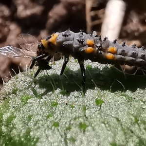 Larve lieveheersbeestje