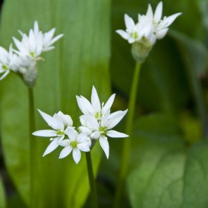 Ramsons