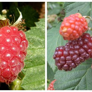 samenaankoop fruitbomen